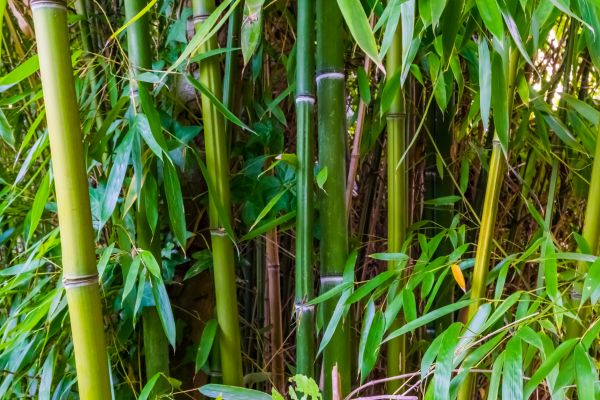 Bamboo Trimming in Suwanee