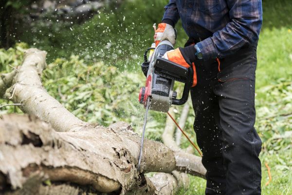 Branch Removal Service in Suwanee