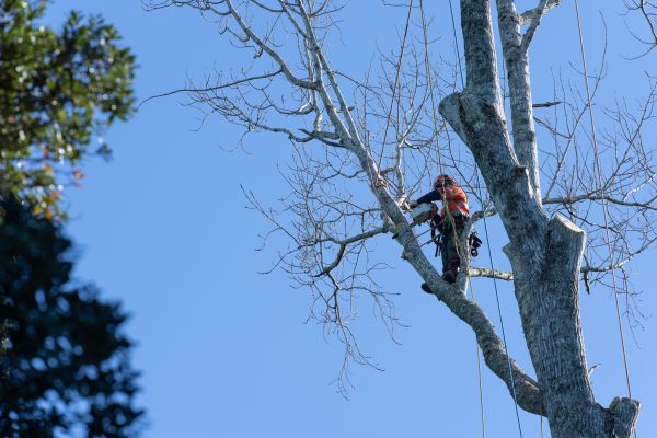 Tree Topping Service in Suwanee
