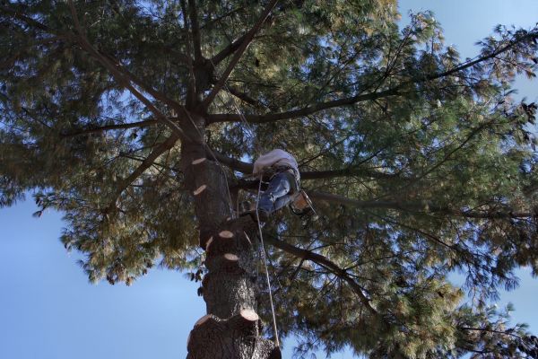 Trimming Service in Suwanee