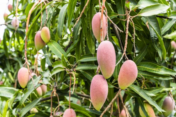 Mango Tree Trimming in Suwanee