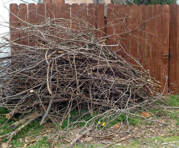 Dead Branch Removal in Suwanee