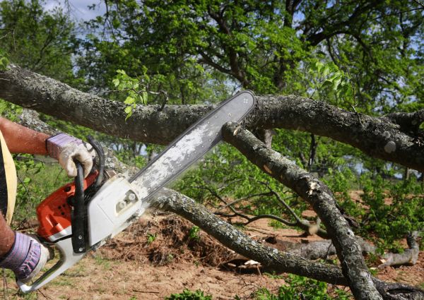 Tree Branch Cutting in Suwanee