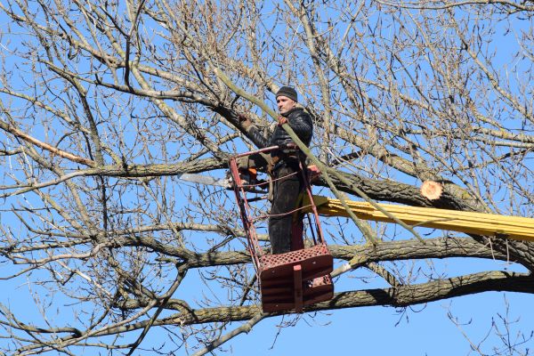 Emergency Tree Trimming in Suwanee