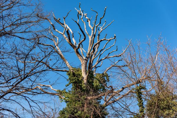 Deadwood Removal in Suwanee