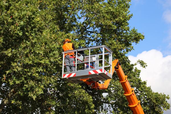 Commercial Tree Service in Suwanee