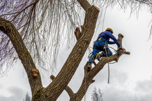 Tree Maintenance Service in Suwanee