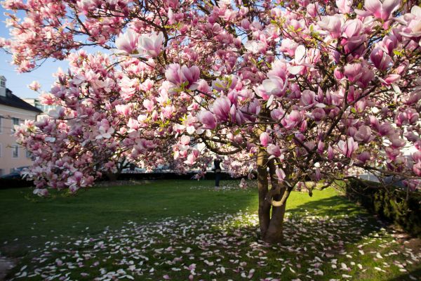 Magnolia Tree Pruning in Suwanee