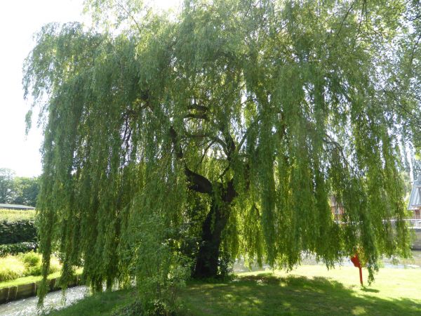 Willow Tree Trimming in Suwanee
