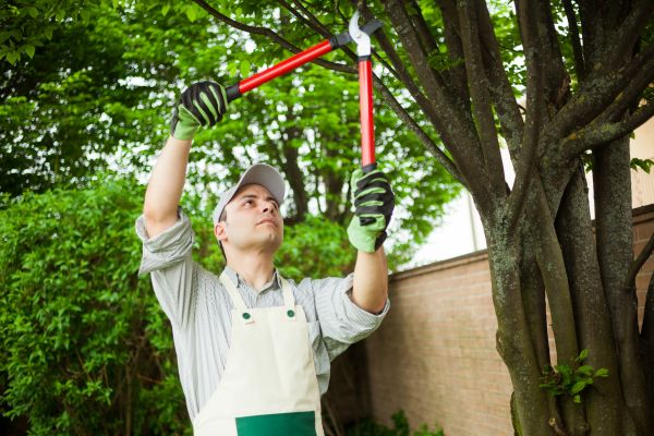 Tree Limb Pruning in Suwanee