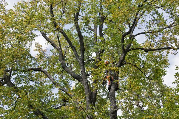 Tree Crown Shaping in Suwanee