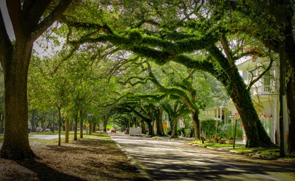 Tree Canopy Thinning in Suwanee