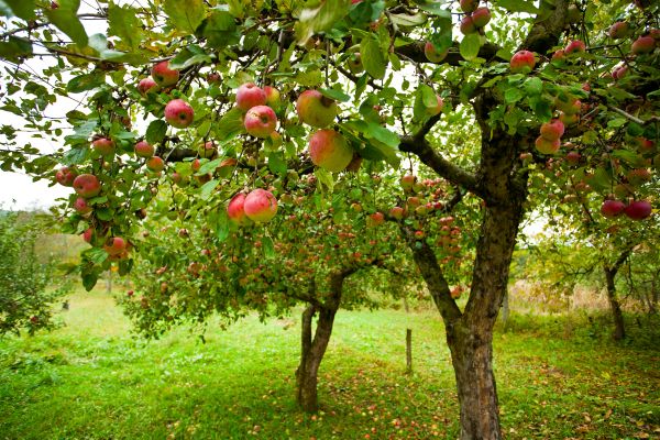 Apple Tree Pruning in Suwanee