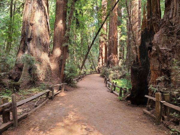 Redwood Tree Pruning in Suwanee
