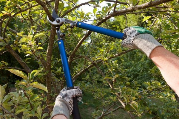 Residential Tree Pruning in Suwanee