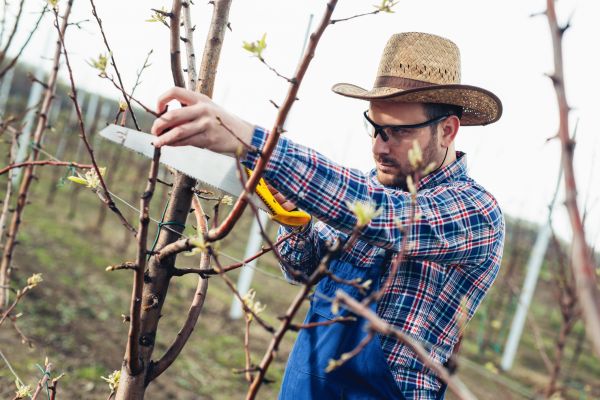 Orchard Tree Pruning in Suwanee