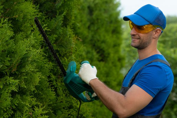 Tree Shaping Service in Suwanee
