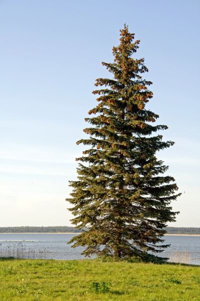 Spruce Tree Pruning in Suwanee