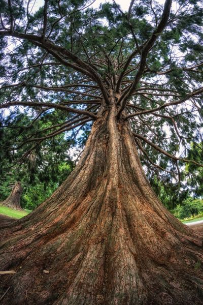 Cedar Tree Pruning in Suwanee