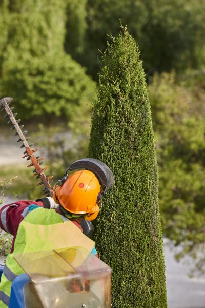Cypress Tree Trimming in Suwanee