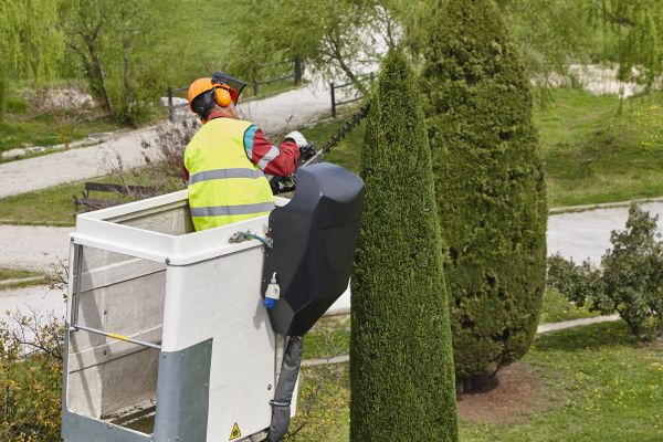 Cypress Tree Pruning in Suwanee