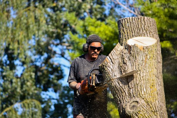 Ash Tree Pruning in Suwanee