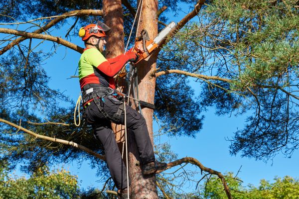 Canopy Pruning in Suwanee