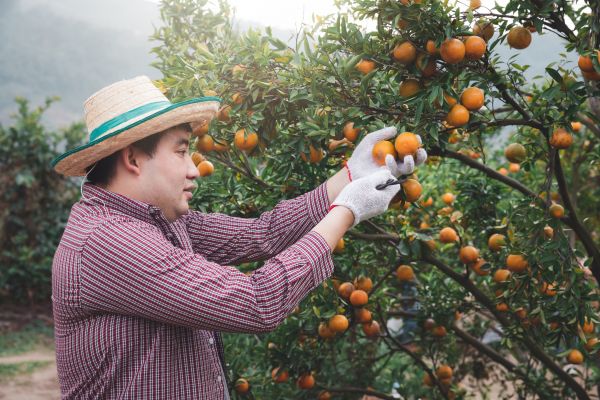 Orange Tree Pruning in Suwanee