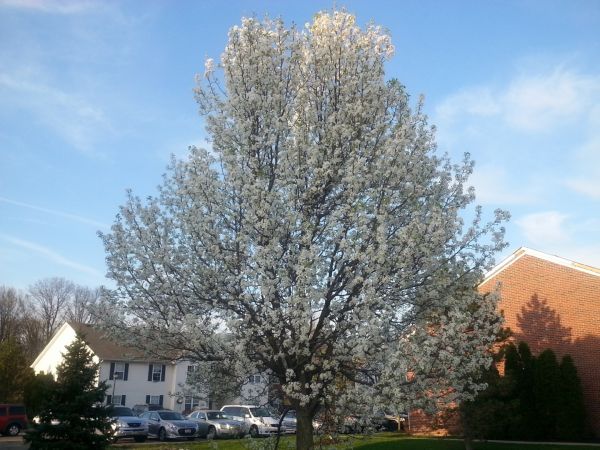 Bradford Pear Tree Pruning in Suwanee