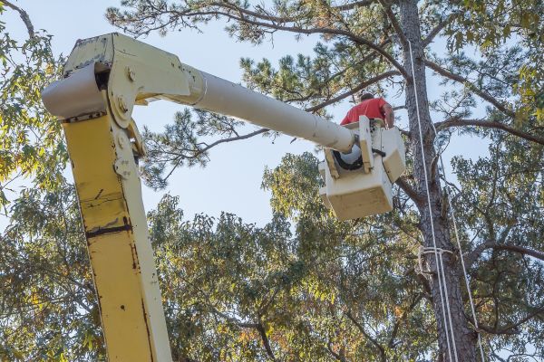 Limbs Trimming in Suwanee