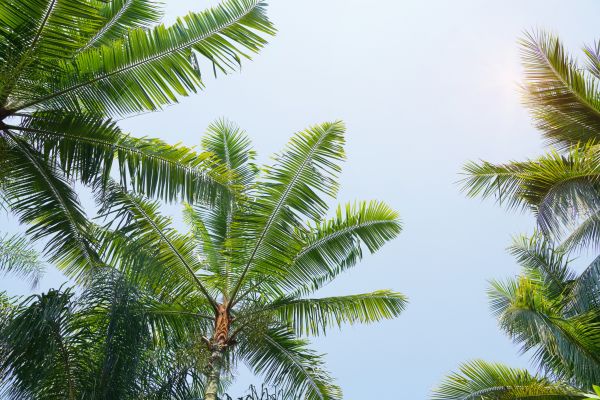 Queen Palm Tree Trimming in Suwanee