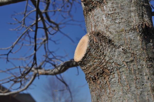 Limb Pruning in Suwanee