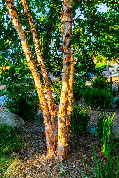 River Birch Trimming in Suwanee