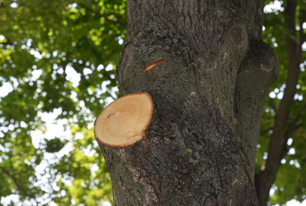 Limb Cutting in Suwanee