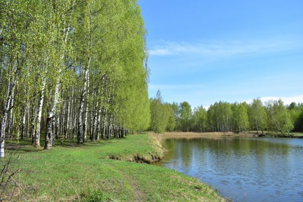 River Birch Pruning in Suwanee