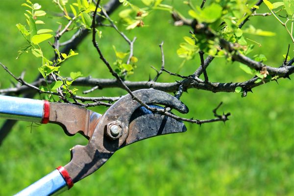 Branches Pruning in Suwanee