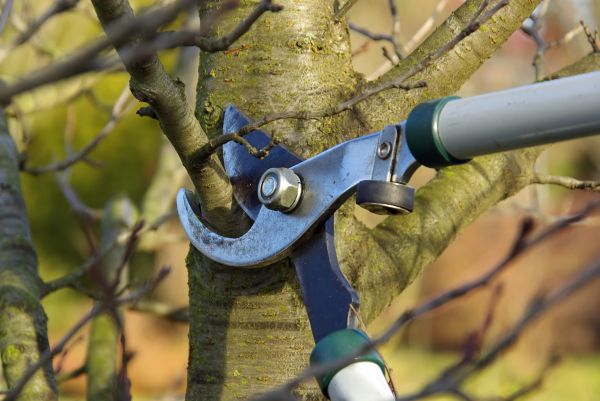 Tree Limb Trimming Service in Suwanee