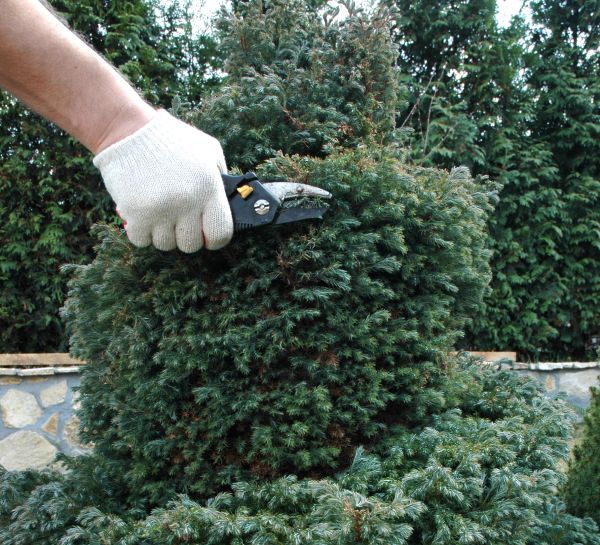 Ornamental Tree Trimming in Suwanee