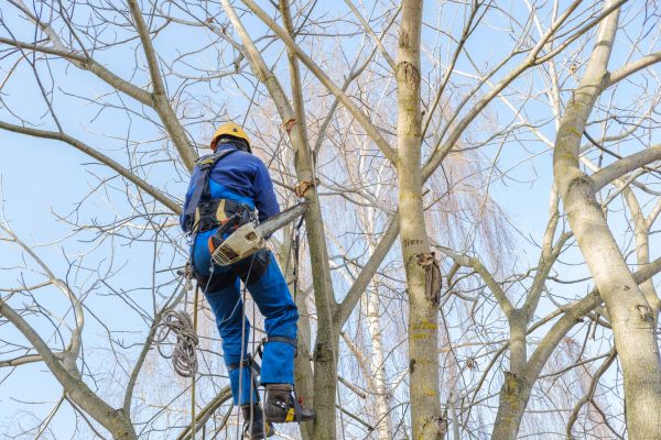 Large Tree Trimming in Suwanee