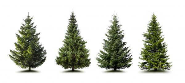 Pine Tree Trimming in Suwanee