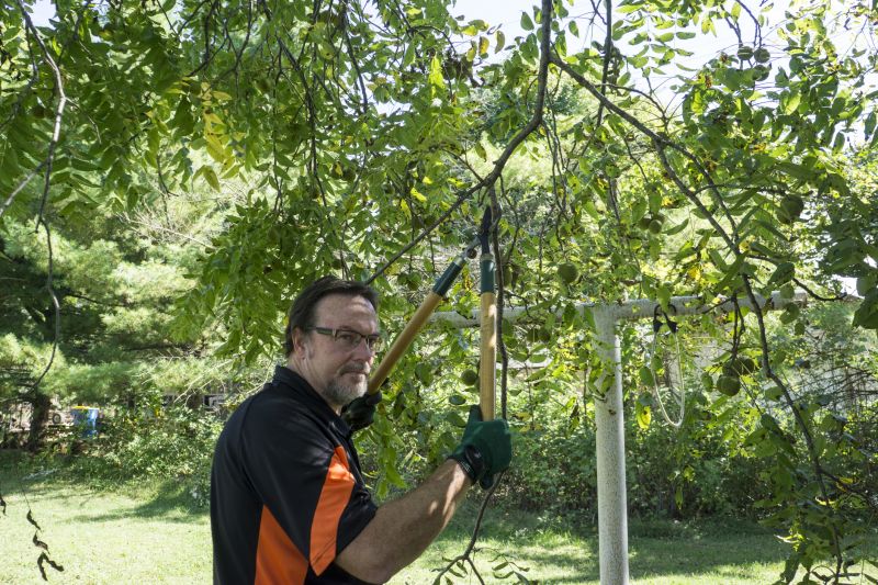 Canopy Pruning