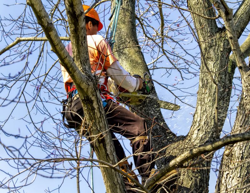 Tree Service detail