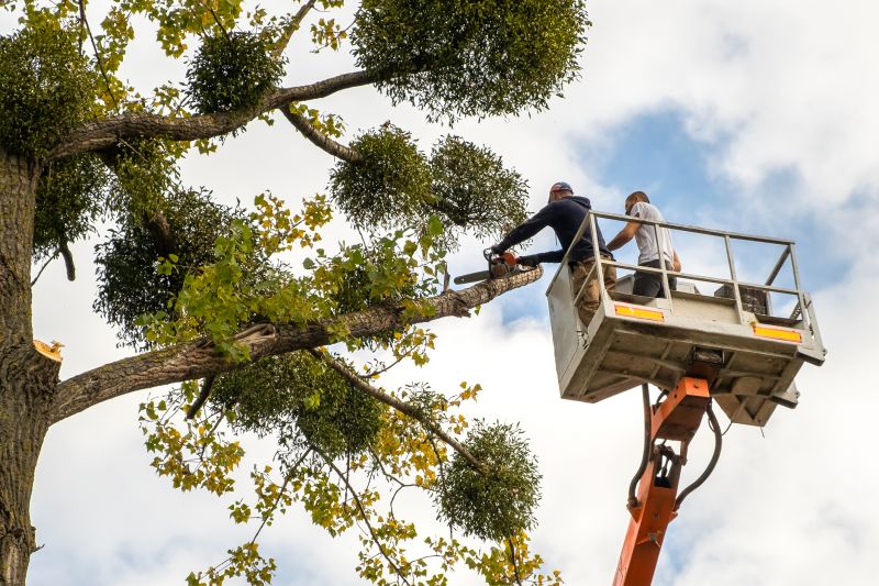 Tree Maintenance Service