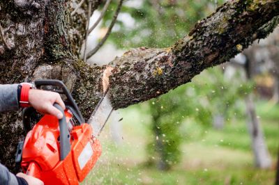Tree Trimming Equipment in Action