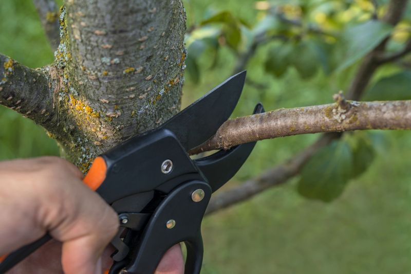 Tree Trimming Service